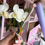 Cute Glass Cone Holder