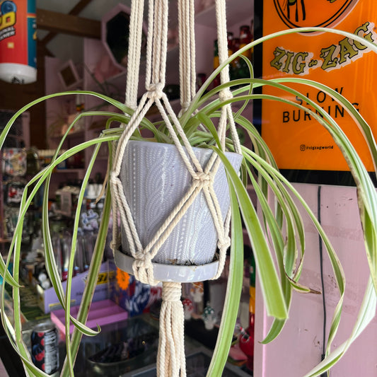 Macrame Plant Hanger